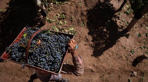 Los Andes | Se ha recolectado casi 1.900.000 quintales más que lo previsto. / Foto: Ignacio Blanco