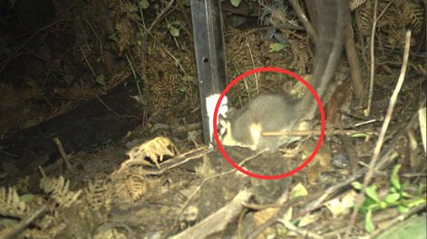 Se creía que esta zarigüeya estaba extinta: ahora, los ecologistas han hecho un descubrimiento sorprendente