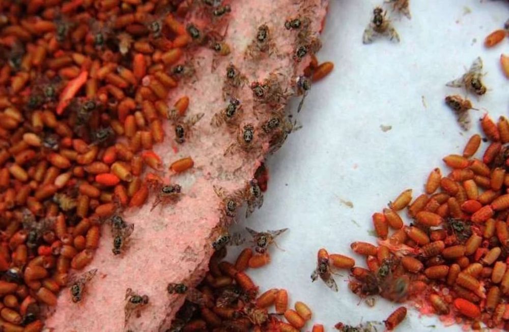 De qué se trata la “técnica del adulto frío” que utiliza el Iscamen