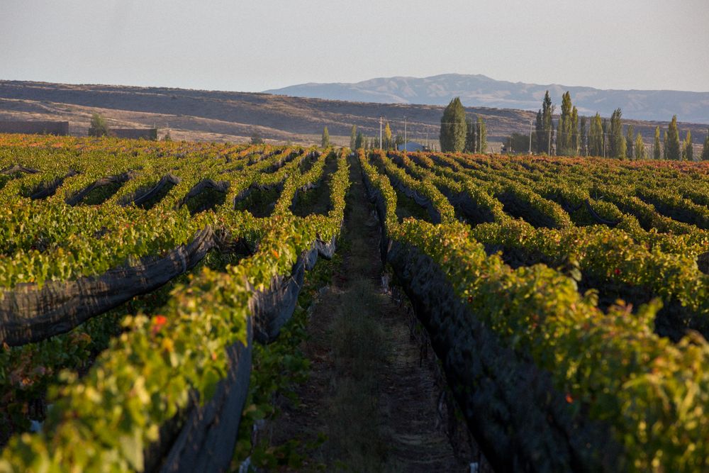HW HUENTALA WINES 23