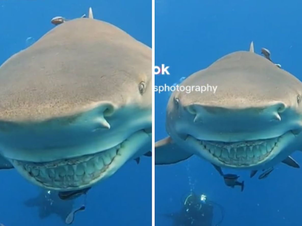 Una buceadora grabó a un tiburón y aseguran que el animal sonrió. TikTok.