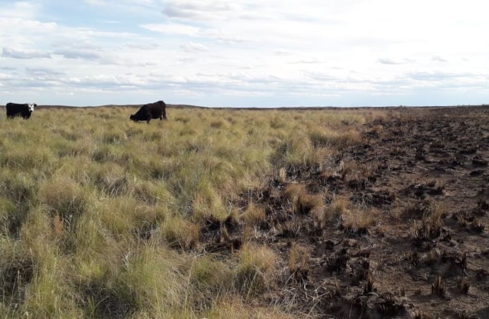 Incendios forestales en General Alvear avanzaron sobre 20 mil hectáreas de campos ganaderos y causaron la muerte de unas 400 vacas. Gentileza