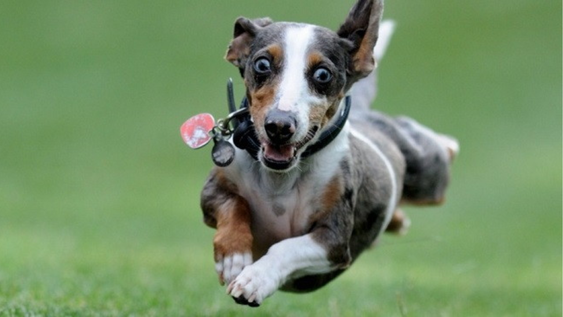 las 5 razas de perros que parecen tener bateria infinita