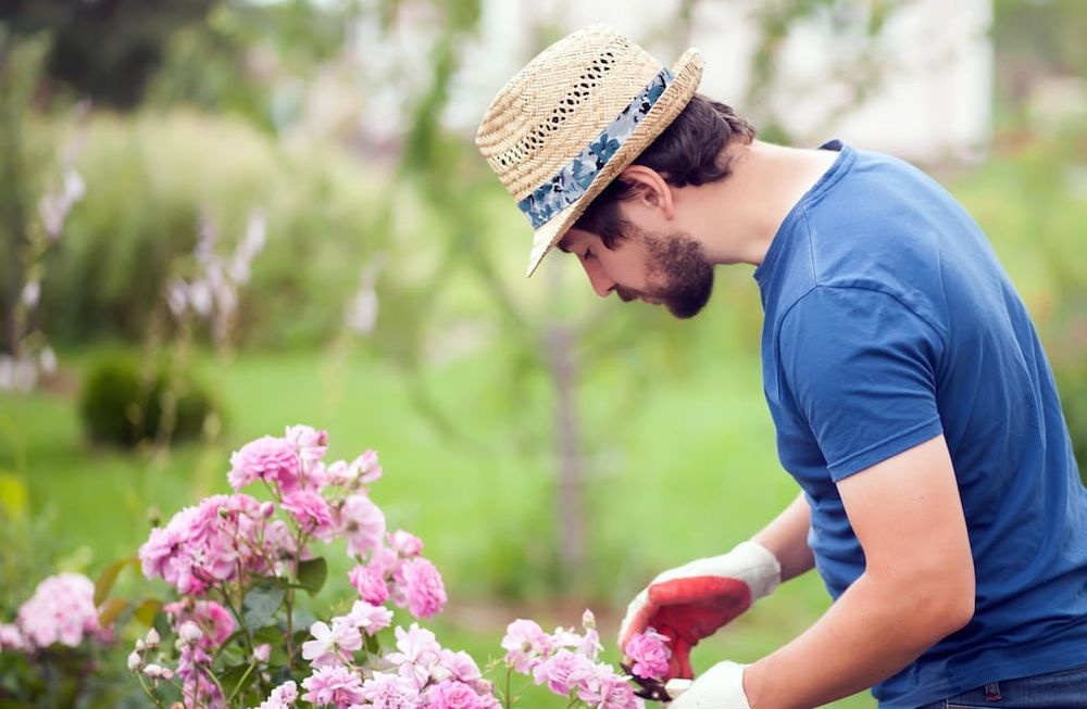 Para estimular la floración, saquemos siempre las flores viejas cortándolas por encima de una hoja que tenga al menos cinco foliolos.