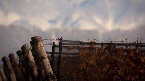 Los Andes | Falta uva, las previsiones no son las esperadas y con ello, el que ahorró en vino, está especulando para ver si puede conseguir un valor superio. Foto: Ignacio Blanco / Los Andes