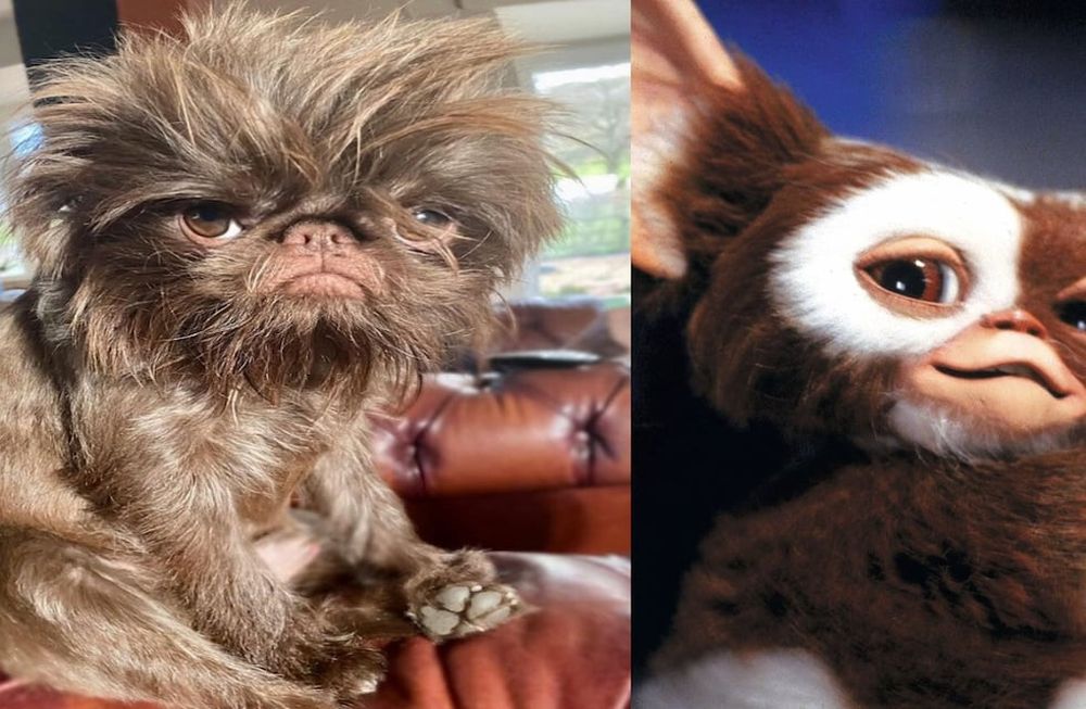 En los comentarios, los internautas le aconsejan a su dueña que no lo alimente después de la medianoche, a modo de broma. Foto: Instagram - griffy.girl