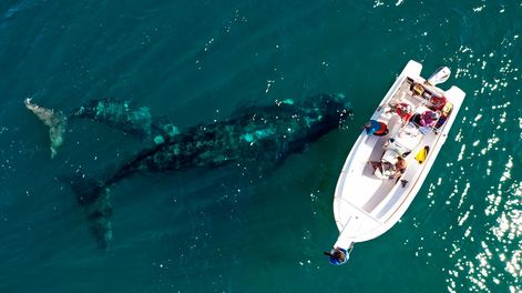 Las ballenas francas australes se dejan ver desde la costa, especialmente en la playa El Doradillo. Las ballenas francas australes se dejan ver desde la costa, especialmente en la playa El Doradillo.