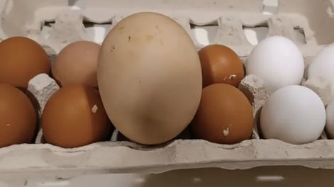 Esta es la primera vez que Pedro y Lorena experimentan algo así, ya que hasta ahora sus gallinas habían producido huevos de tamaño normal. Gentileza: Clarín.