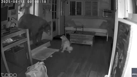 Un perro se enfrentó a un oso que había entrado en su casa en California