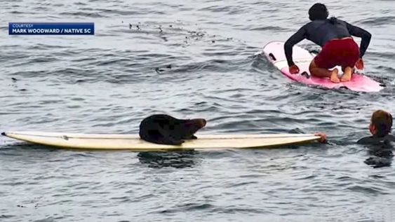 Se suma otro caso de surfista atacado por una nutria en las playas de California.&nbsp;
