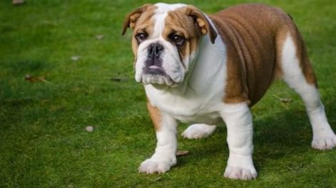 Los Andes | Bulldog inglés.