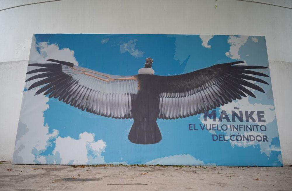 La Ciudad celebra el Día Nacional de las Aves con una muestra fotográfica sobre el cóndor