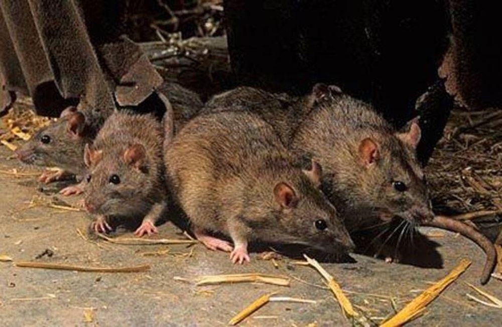 Hantavirus: el principal vector en Argentina es el ratón colilargo Hantavirus: el principal vector en Argentina es el ratón colilargo