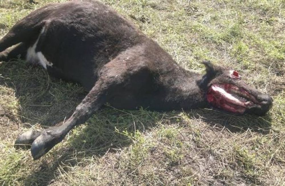 Volvió la leyenda del chupacabras tras la sangrienta aparición de 50 animales muertos.
