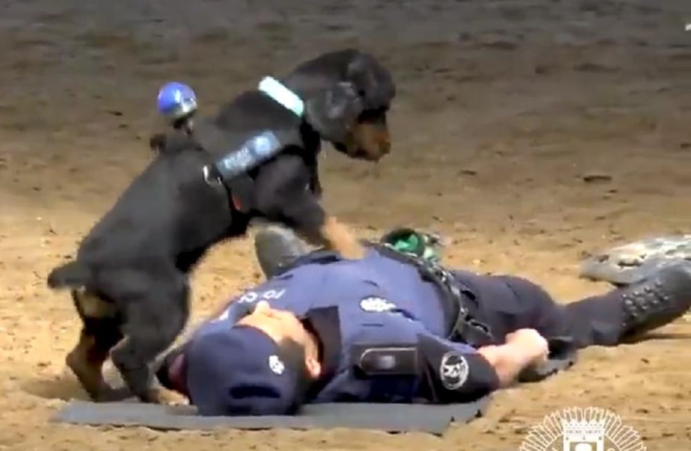 Poncho, el perro policía que le salvó la vida a un agente tras practicarle RCP
