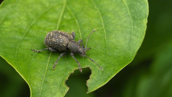 El insecto se convirtió en una de las plagas más frecuentes en el jardín.