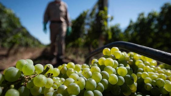 CAMBIOS. En los últimos 30 años se ha notado una migración de la producción de las uvas blancas a las tintas, tanto en Mendoza como en el resto del país. / Foto: Ignacio Blanco / Los Andes