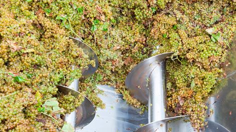 El operativo del Gobierno para compra de uva para mosto generó reacciones encontradas en el ámbito productivo.