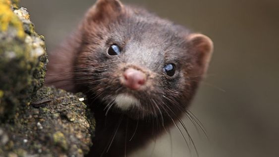 Curioso. Visón americano (Neovison vison) con su tierna mirada. &nbsp;