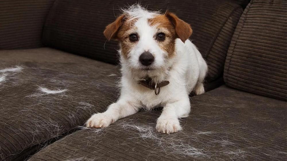 5 razas de perros que más pelo dejan en la ropa y los sillones