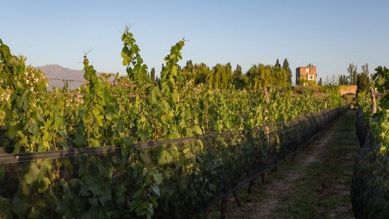 Viñedos orgánicos: en qué consiste la producción de estos vinos y cómo se certifican