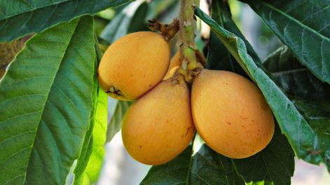 La fruta considerada la más completa de la naturaleza puede regenerar el hígado