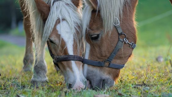 La variante de encefalomielitis equina detectada en Mendoza es la menos letal. El brote ha sido notificado en La Dormida, Santa Rosa (Imagen ilustrativa).