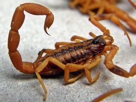 La aparición de alacranes en una escuela de Guaymallén generó preocupación. Las lluvias también pueden favorecer el desplazamiento de roedores y otros insectos.