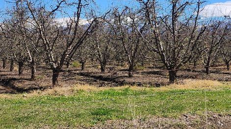 Antes del granizo del sábado, estos frutales en La Consulta estaban cargados de flores blancas