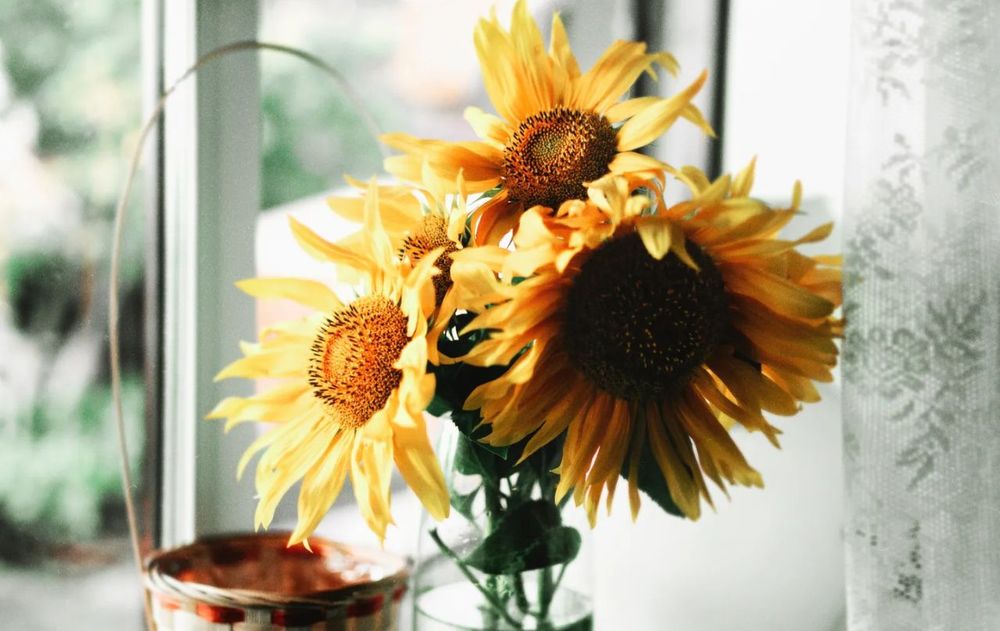La decoración de interiores con plantas es un beneficio para el bienestar diario pero algunas están prohibidas por las propiedades que expulsan.