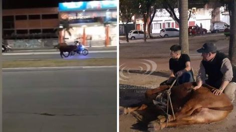 Un ternero se cayó del camión que lo trasladaba y corrió desorientado por el centro de la localidad correntina de San Cosme. Radio Sudamericana.