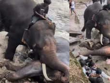 Impactante video: una turista falleció tras ser aplastada por dos elefantes