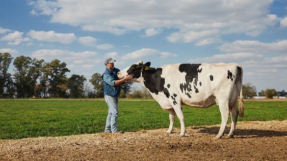 La Serenísima es la primera empresa argentina y de la región en obtener el sello de bienestar animal para sus productos