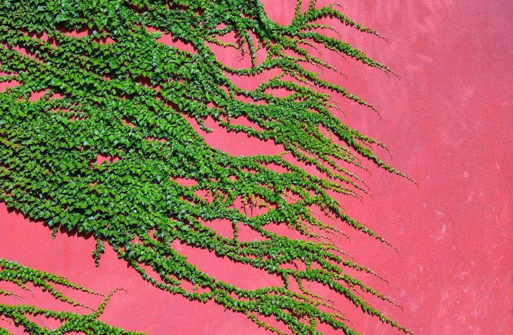 La enredaderas por su condición necesitan brotar antes que el resto y trepar hasta lugares altos para captar la luz, fotosintetizar y producir alimento para su desarrollo.