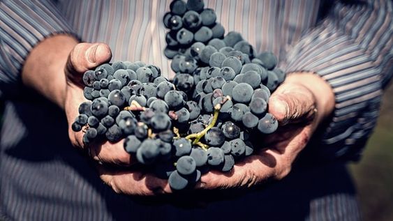 Viticultura en Mendoza