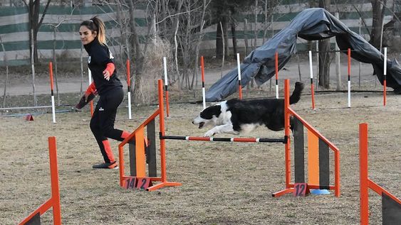Claves y trucos del Agility, la disciplina de destrezas que es ideal para entrenar a los perros. Yésica con Mandela en un entrenamiento. Foto: Marcelo Rolland / Los Andes