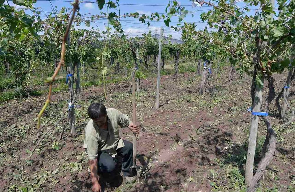 Tormenta de granizo en  Philipps  en el Departamento de Junín. Edgardo Sosa perdió sus cinco hectáreas de uva criolla Foto: archivo Orlando Pelichotti