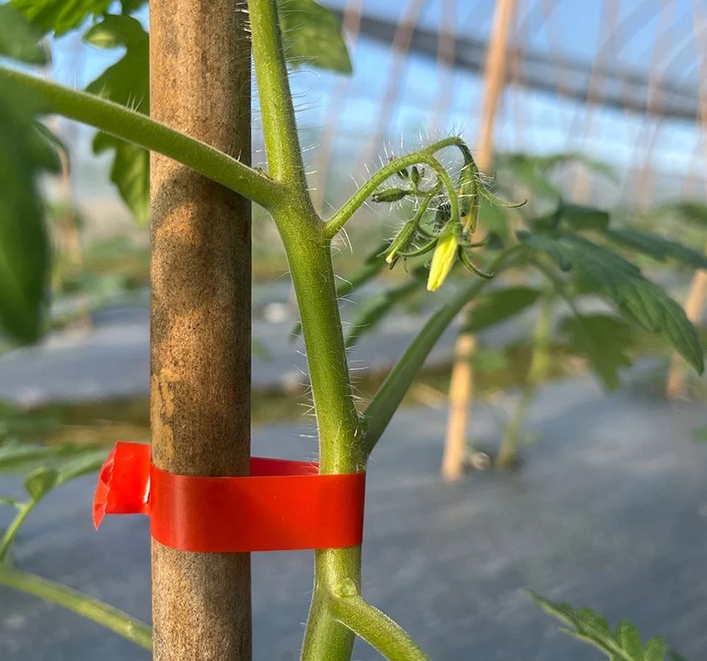Cuando una planta requiere apoyo para crecer de forma recta —como ocurre con tomateras, rosales o trepadoras— se recurre a una estaca o tutor.