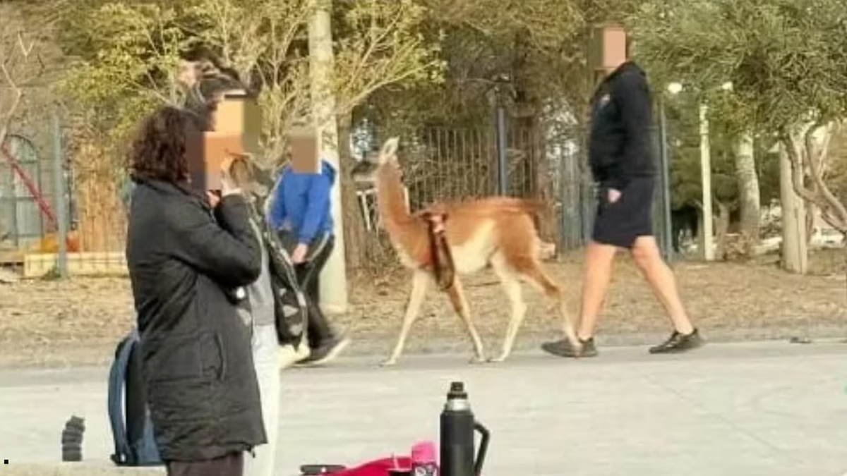 Un hombre sacó a pasar un guanaco y terminó denunciado por maltrato: el caso que generó indignación