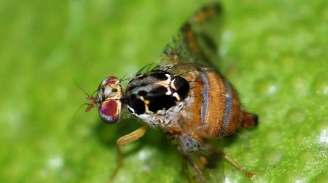 Mosca del Mediterráneo: inscriben a productores para poder comerciar frutas y hortalizas