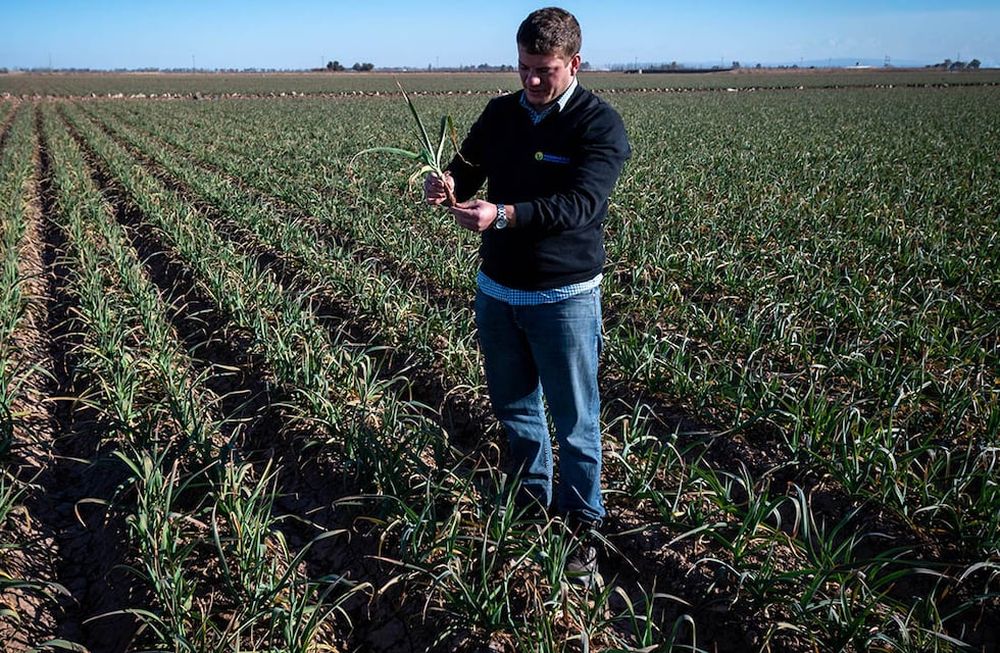 Desde la asociación que reúne a los productores, empacadores y exportadores de ajo anticipan que este año se reducirá la cantidad de hectáreas en la provincia. Foto: Ignacio Blanco / Los Andes