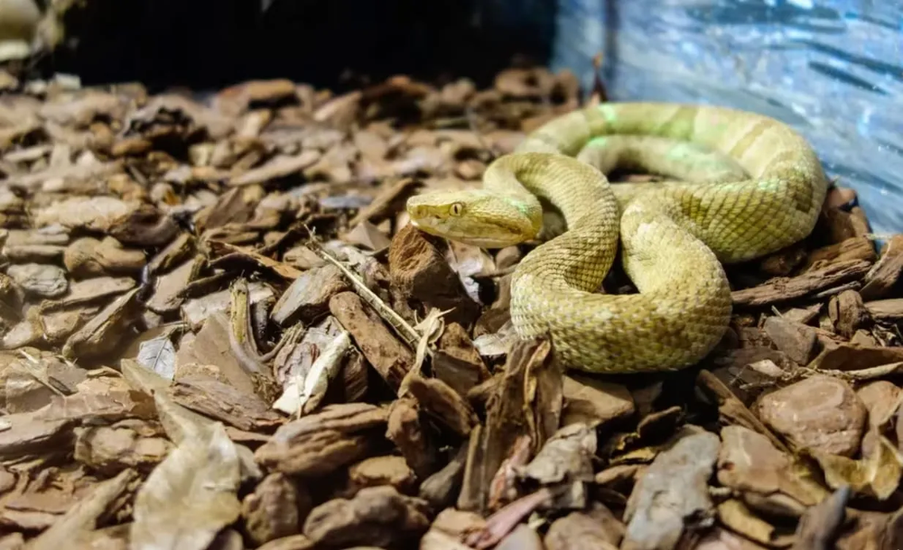 Asi es la Ilha da Queimada Grande, Isla de las Cobras, en Brasil.