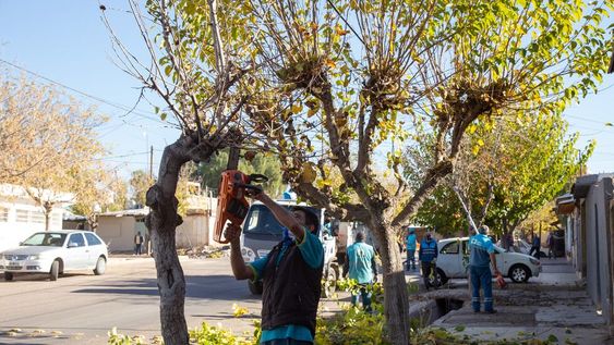 Continúan los trabajos en el arbolado y calles de la Ciudad