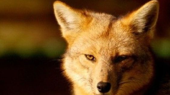 Ebrio se quedó dormido en la calle y un zorro le comió la nariz: el espeluznante ataque en Mendoza