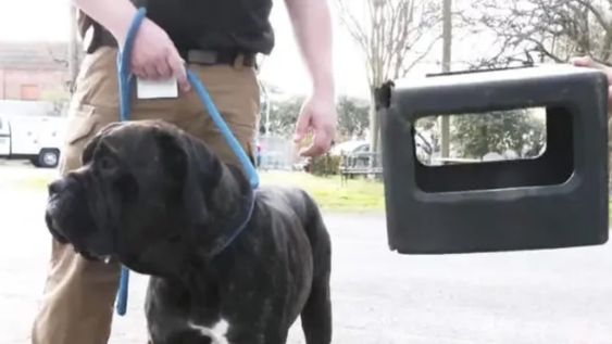 Bear fue adoptado por un rescatista de perros escocés llamado  Martin Miller. Él mismo fue voluntario para ayudar a servicios de animales a remover el casco del canino. Foto: WKRG