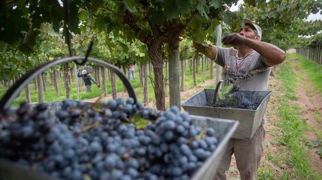 El ministro de Producción, Rodolfo Vargas Arizu, señaló que la menor cosecha equilibrará los stocks y los precios&nbsp;