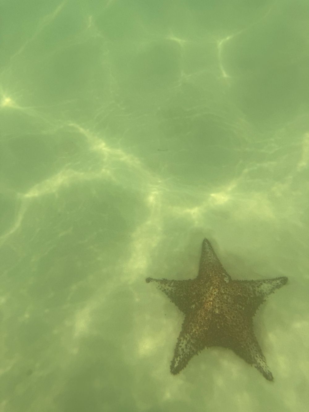 Durante la excursión a Isla Saona, los guías recuerdan que las estrellas de mar no deben sacarse del agua.