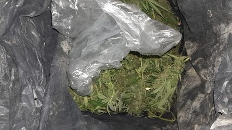 Los Andes | marihuana