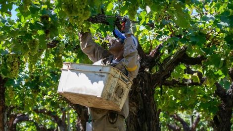 En Argentina se reconocen tres variedades de Torrontés: riojano, sanjuanino y mendocino. Foto: Gentileza