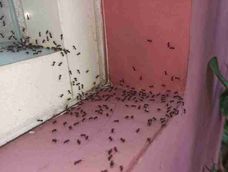 Cuando la humedad es grande, la invasión de hormigas puede ser frecuente y en distintos lugares.